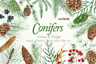 Conifers. Cones Twigs Watercolor: A Designer's Review