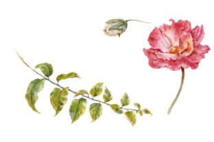Flower Rose Orchid Watercolor Illustrations
