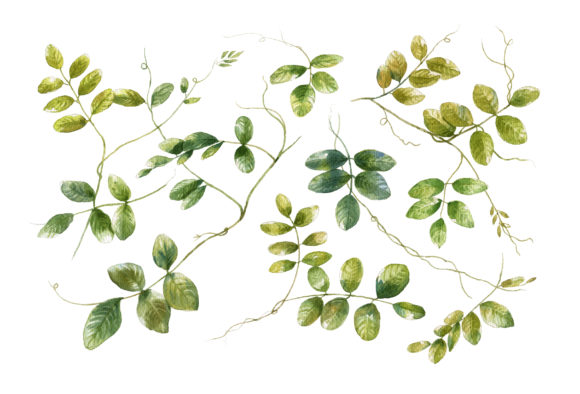 Natural Background Watercolor Embroidery Review
