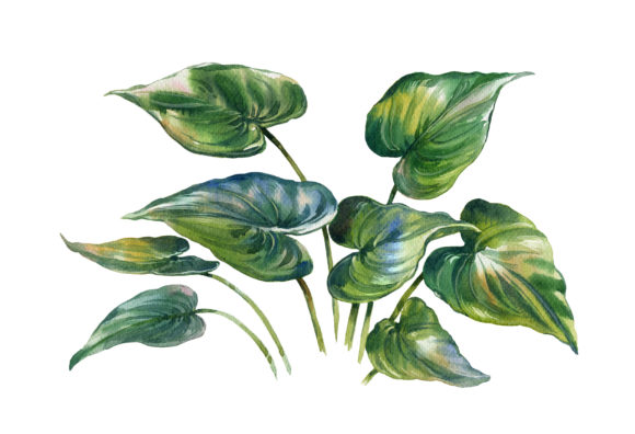 Nature Watercolor Backgrounds & Illustrations