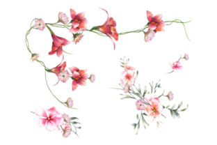 Red Flower Watercolor Illustrations Review