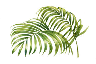 Watercolor Coconut Palm Tree Summer Illustrations