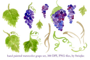 Watercolor Grapes, Hand Painted Illustrations