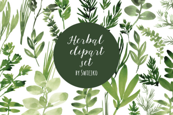 Watercolor Herbs & Fresh Illustrations