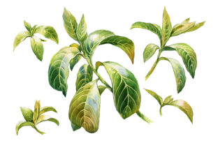 Watercolor Nature Tree Illustrations Review