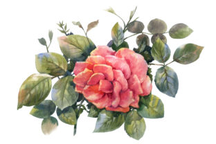 Watercolor Rose Pink Flower Embroidery Review