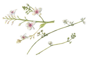 White Watercolor Flowers Set: A Designer Review